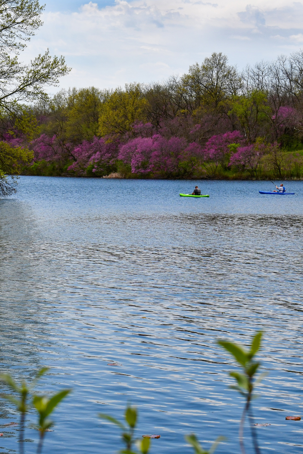 Kayaking on the lake gives a stellar vantage point to view bright colors from Red Haw State Park's redbud trees  |  Iowa Outdoors